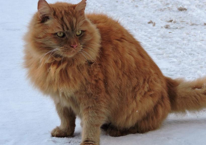 В РПЦ не одобрили идею уволить проводницу, выбросившую кота Твикса на мороз В РПЦ не одобрили идею уволить проводницу, выбросившую кота Твикса на мороз