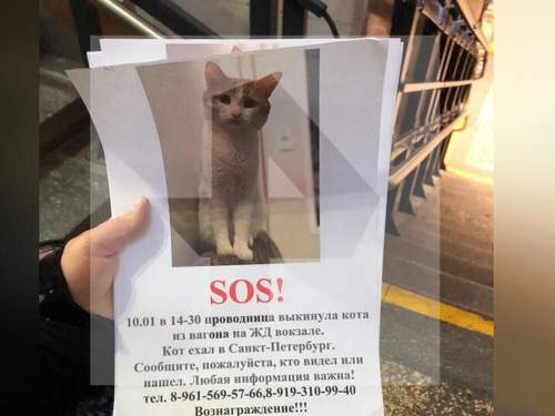 Выбросившая кота Твикса из вагона проводница объяснила свой поступок (ВИДЕО)