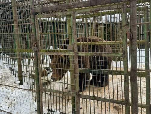 Под Смоленском медведь, живущий 20 лет в клетке у дороги, напугал до смерти рабочего (ФОТО, ВИДЕО) Под Смоленском медведь, живущий 20 лет в клетке у дороги, напугал до смерти рабочего (ФОТО, ВИДЕО)