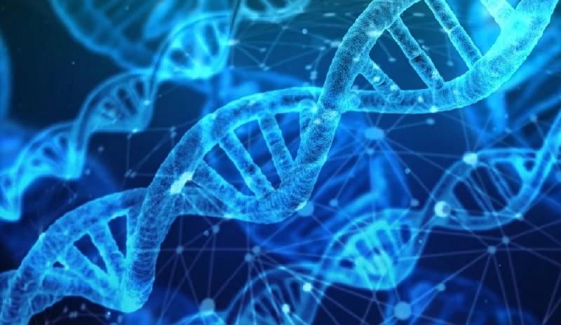 Nature Metabolism: Учёные обнаружили ген, влияющий на ожирение и разрушение митохондрий Nature Metabolism: Учёные обнаружили ген, влияющий на ожирение и разрушение митохондрий