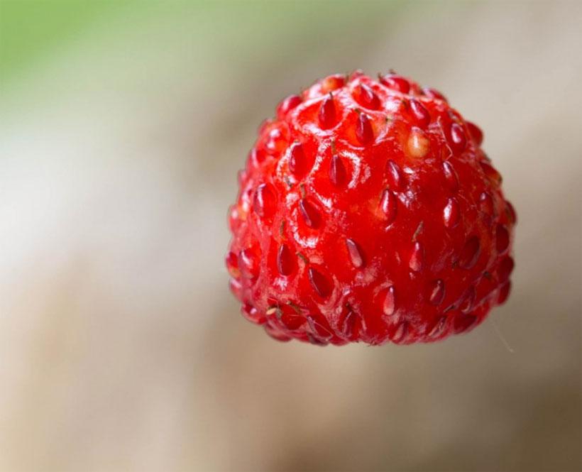 Диетолог Королева назвала землянику природным антибиотиком Диетолог Королева назвала землянику природным антибиотиком