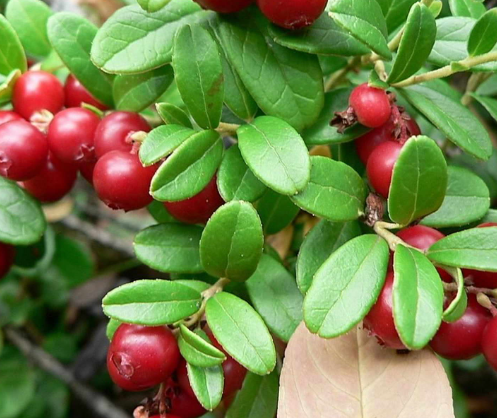 Диетолог Мисникова рассказала об антимикробных и противораковых свойствах брусники Диетолог Мисникова рассказала об антимикробных и противораковых свойствах брусники