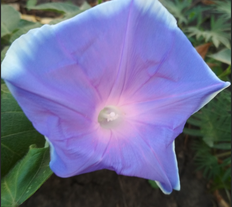 Депутат Гаврилов предупредил о наказании за выращивание на даче ипомеи трехцветной Депутат Гаврилов предупредил о наказании за выращивание на даче ипомеи трехцветной