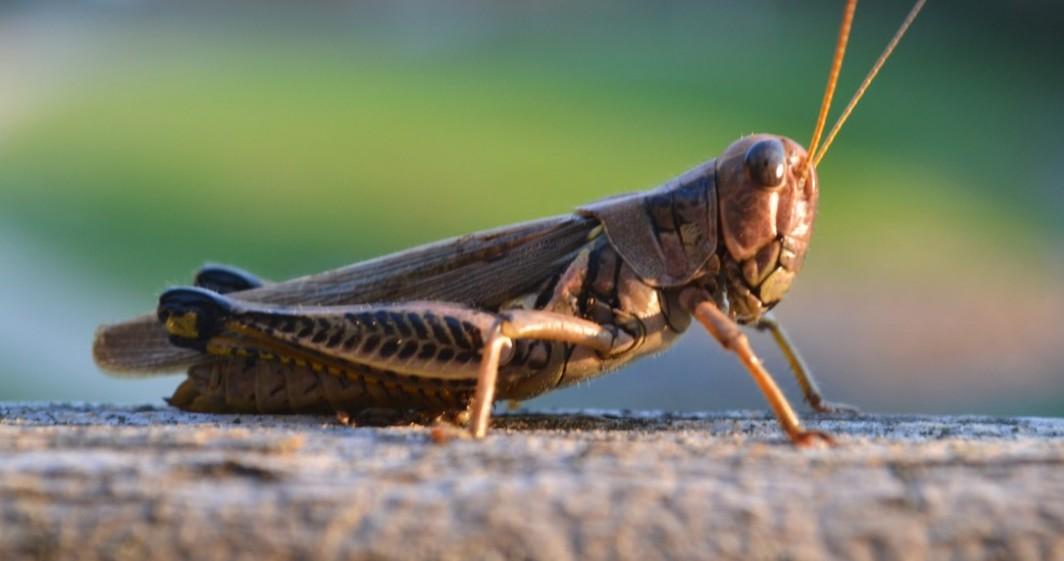 Ученые из КНР заявили, что нашествия саранчи угрожают мировой продовольственной безопасности Ученые из КНР заявили, что нашествия саранчи угрожают мировой продовольственной безопасности
