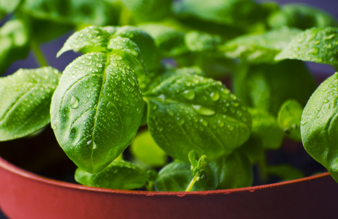 Юрист Пилюк предостерег от выращивания ряда популярных растений на даче