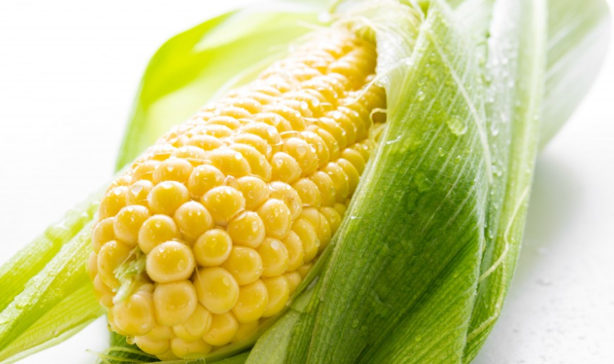 Диетолог Гюнтер заявила, что кукурузный сироп не вреднее меда