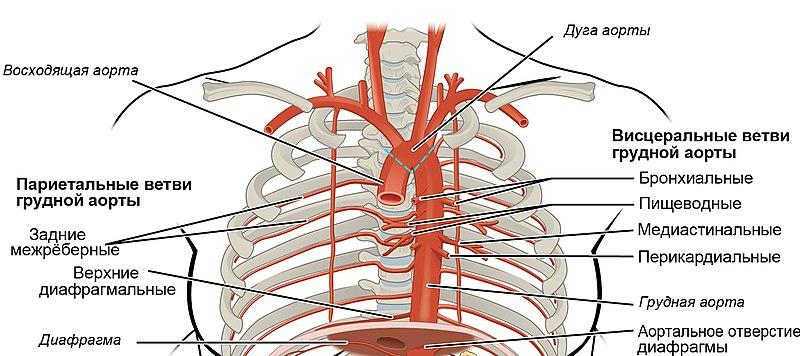 Доктор Владимир Иванов назвал скрытые признаки скорого отрыва тромба