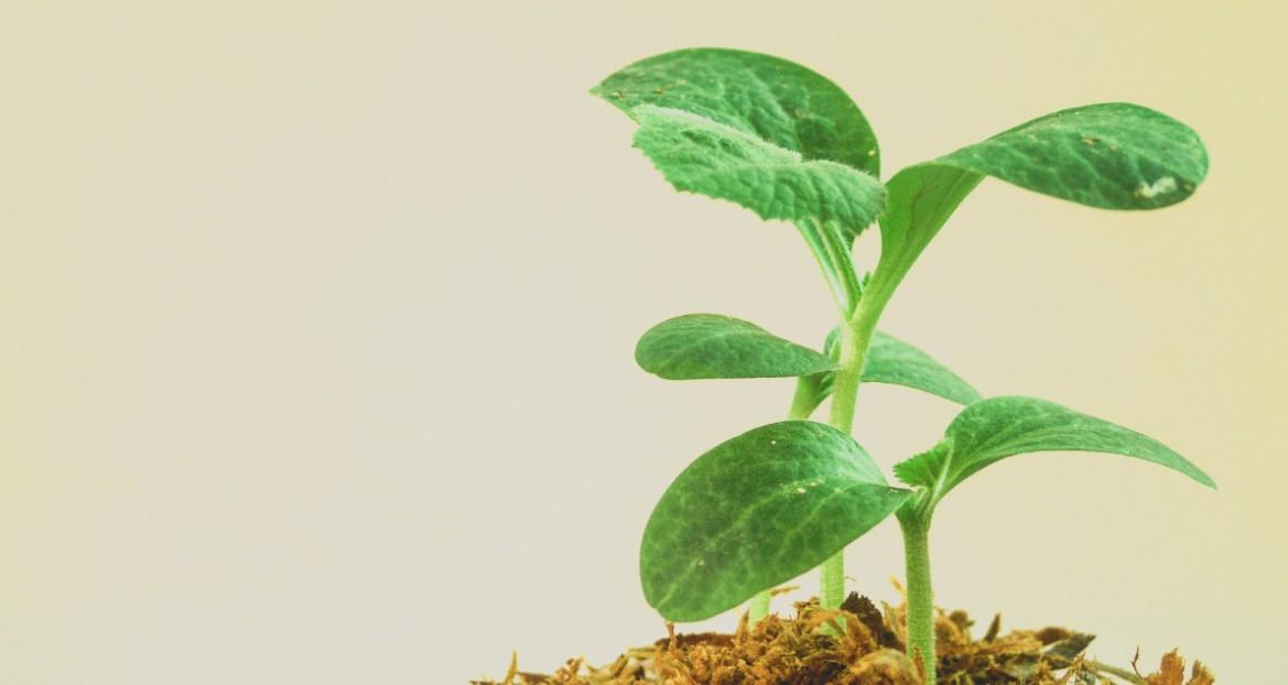 Юрист Коломийцев предупредил о штрафе тех, кто разводит рассаду в подъезде Юрист Коломийцев предупредил о штрафе тех, кто разводит рассаду в подъезде