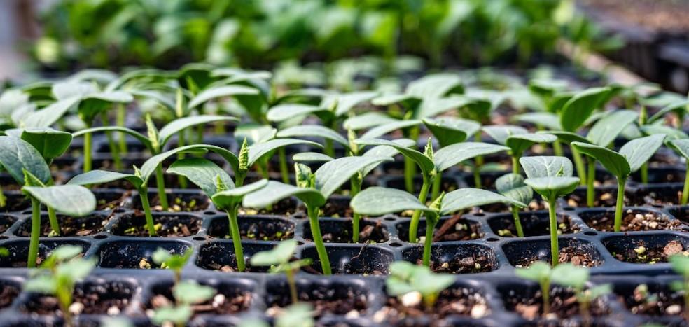 Биолог Алексеева рассказала, какие полезные растения можно выращивать на даче