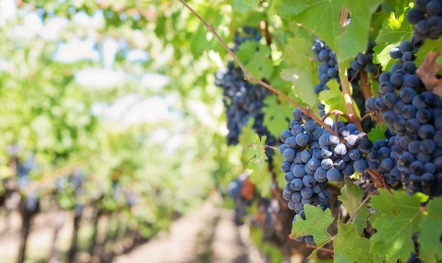 Нутрициолог Черная назвала «опасные» фрукты, насыщенные фруктозой