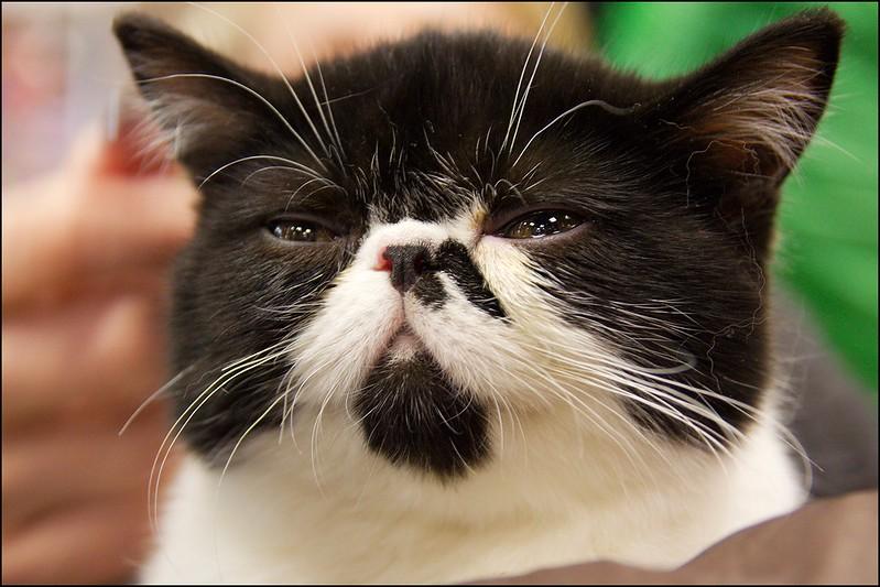 Участник спецоперации рассказал о подвигах кота Сифона в зоне боевых действий