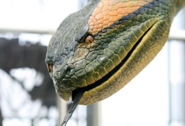 Учёные наткнулись на 8-метровую анаконду весом 200 кг неизвестного вида Учёные наткнулись на 8-метровую анаконду весом 200 кг неизвестного вида