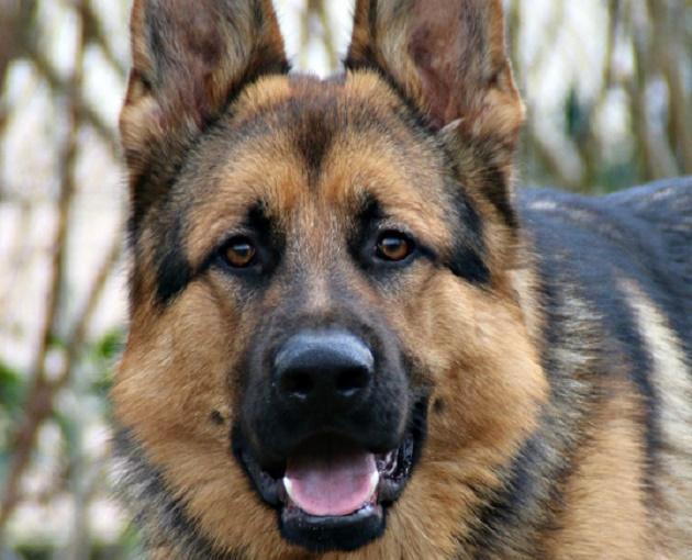 Пёс Балбес пал смертью храбрых при попытке защитить российских солдат от беспилотника ВСУ Пёс Балбес пал смертью храбрых при попытке защитить российских солдат от беспилотника ВСУ