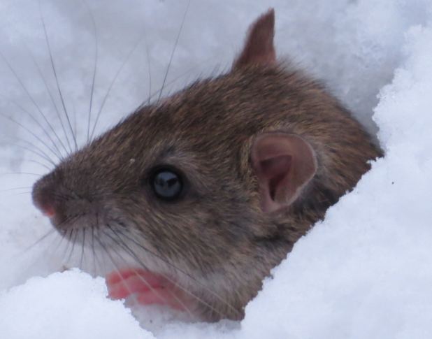 Биолог Глазков связал нашествие гигантских крыс в Москве с холодом