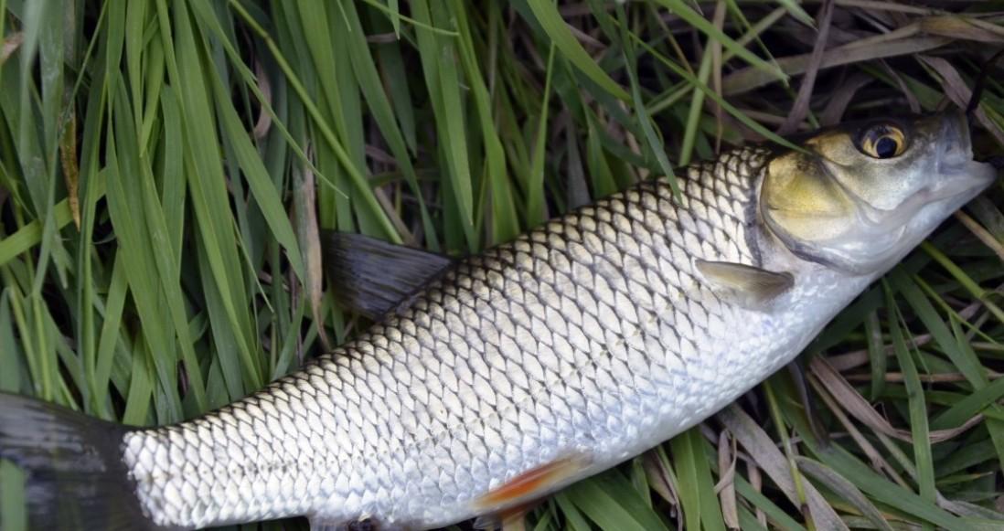Эксперт Родионова рассказала, как правильно выбрать охлажденную и замороженную рыбу