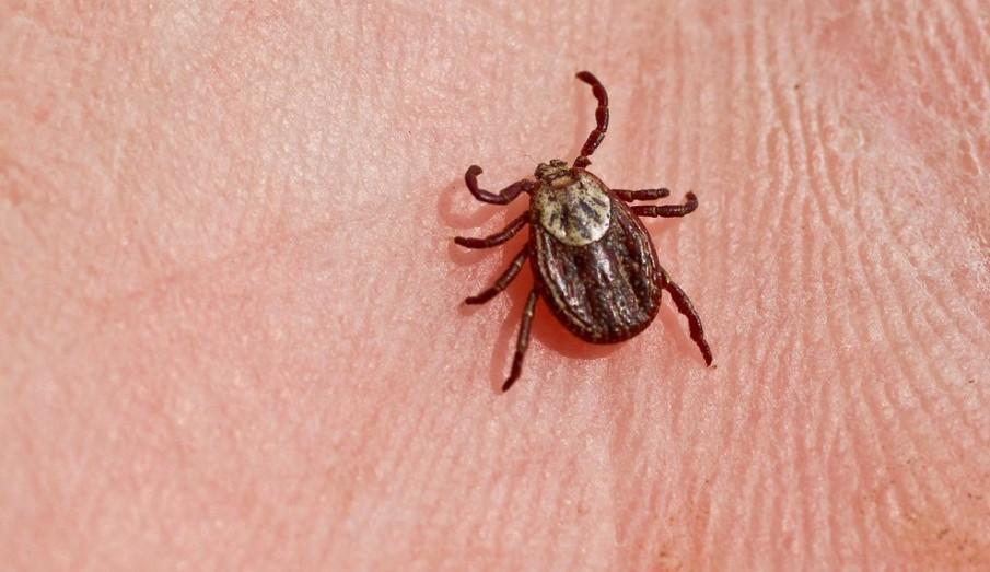 В Тюменской области зафиксирован первый укус клеща В Тюменской области зафиксирован первый укус клеща