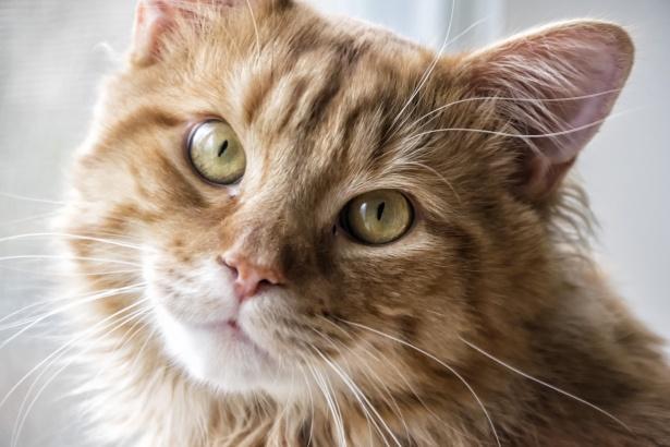 В Нижнем Тагиле хотят продать кота за 50 миллионов рублей В Нижнем Тагиле хотят продать кота за 50 миллионов рублей