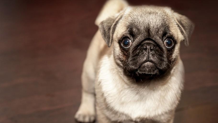 Россельхознадзор запретил импорт популярных кормов для домашних животных из Таиланда Россельхознадзор запретил импорт популярных кормов для домашних животных из Таиланда