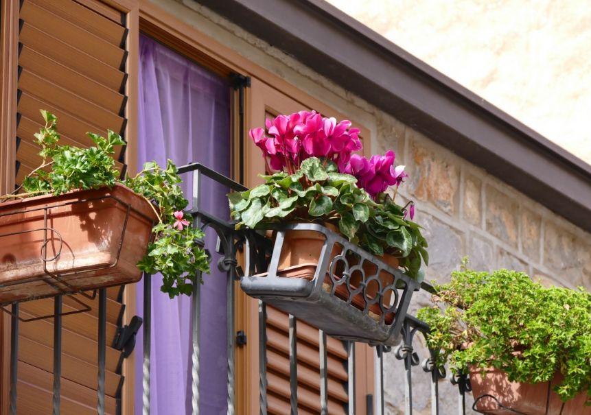 АиФ: Популярные монстера и диффенбахия признаны опасными для людей