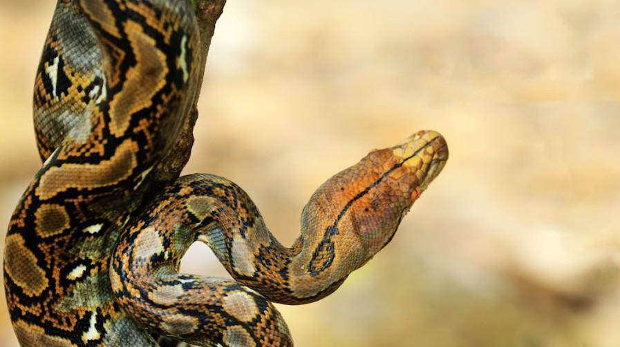 Ученые призвали разводить питонов для производства мяса
