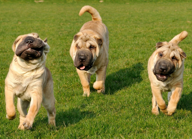 В Канаде журналистку по ДНК-тесту признали на 35% шарпеем и на 25% лабрадором В Канаде журналистку по ДНК-тесту признали на 35% шарпеем и на 25% лабрадором