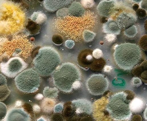 arXiv: Немецкие ученые оценили выживаемость плесени на экзопланетах