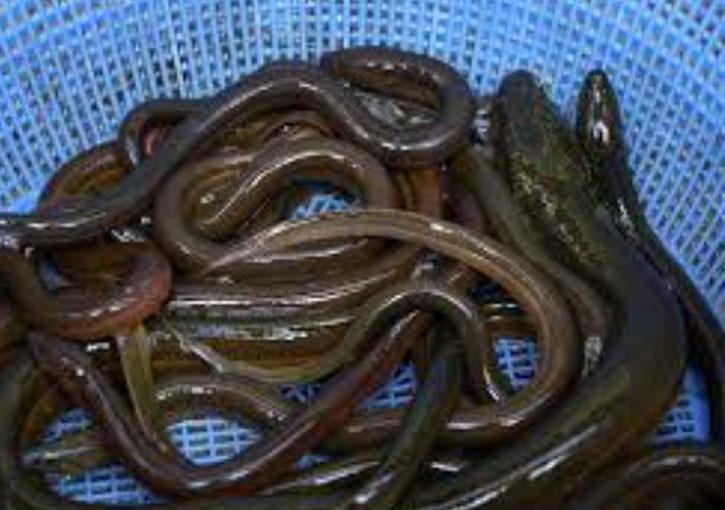 Во Вьетнаме хирурги достали из желудка пациента живого угря