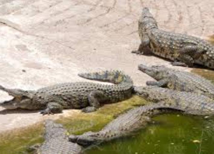 В США туристы выпали из лодки в реку, кишащую крокодилами