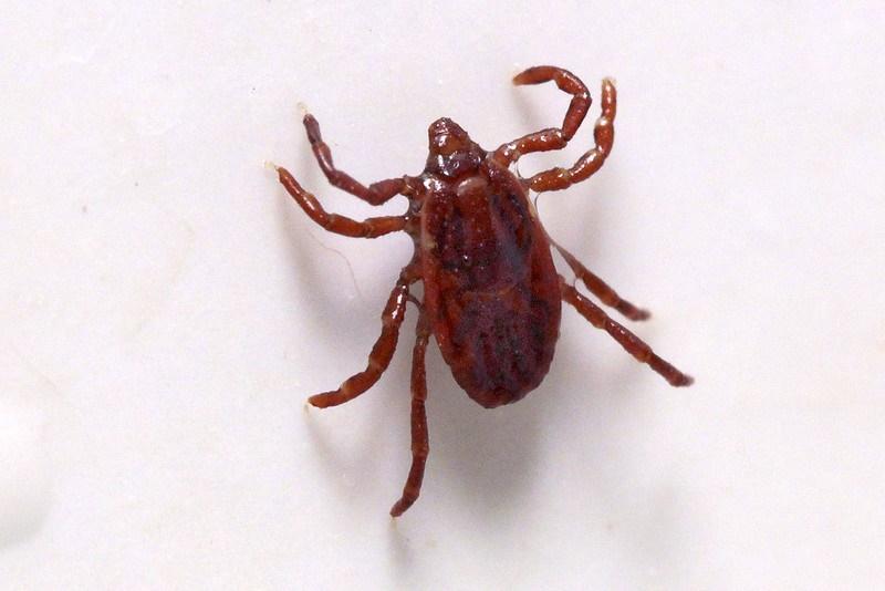 Эпидемиолог Лебедев объяснил, как спастись от клещей Эпидемиолог Лебедев объяснил, как спастись от клещей