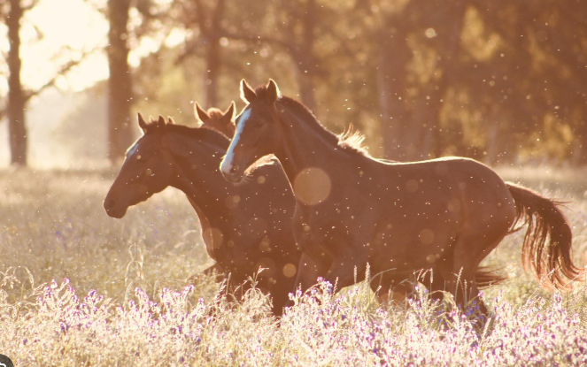Российскую всадницу Ксению Костыгову дисквалифицировали на два года за избиение своей лошади Российскую всадницу Ксению Костыгову дисквалифицировали на два года за избиение своей лошади
