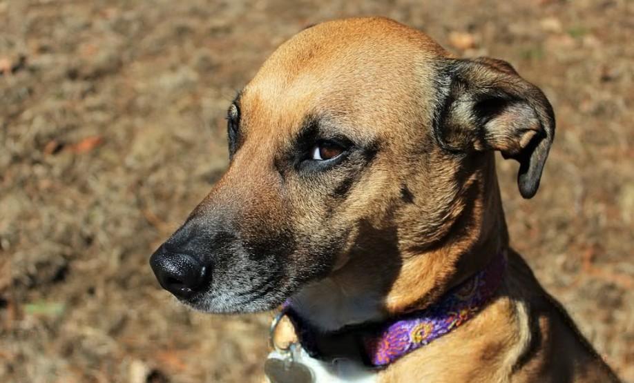 Кинолог Голубев рассказал, что обнюхивание помогает питомцу понять пол другого животного