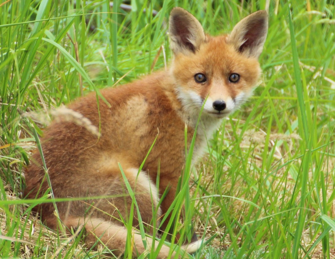 Ветеринары рассказали об особенностях бешенства, прививках и лечении Ветеринары рассказали об особенностях бешенства, прививках и лечении