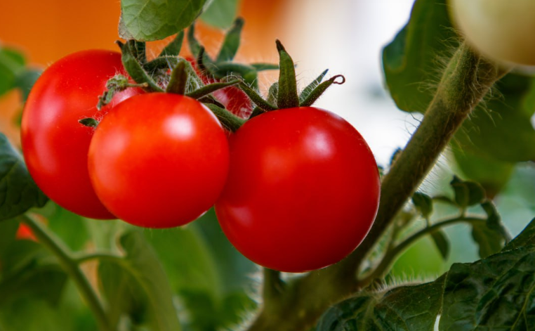 Онколог Иванов рекомендует употреблять кофе и помидоры для профилактики рака