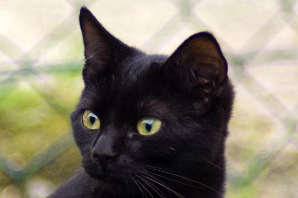 На Филиппинах поедание кошки обернулось для женщины рождением ребенка-оборотня