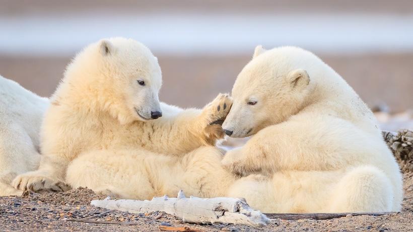 В якутском зоопарке решили назвать родившихся белых медвежат в честь рек
