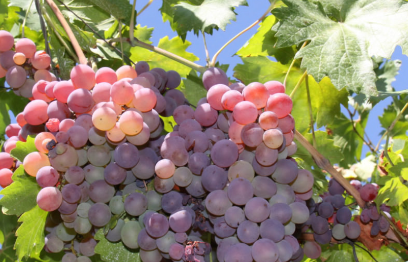 Гастроэнтеролог Ермакова назвала продукты, замедляющие старение