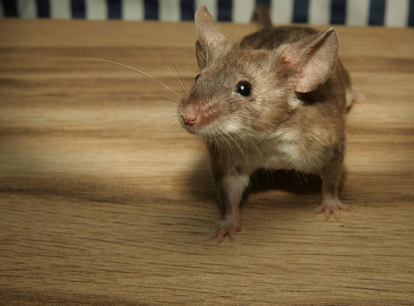 Эпидемиолог Лебедев рассказал об опасных болезнях, которые разносят грызуны