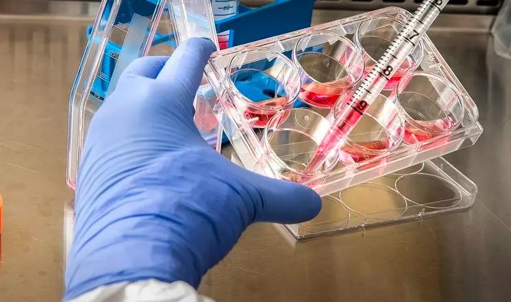 Мясо, выращенное в лаборатории, станет полезнее "живого"