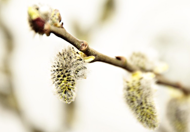 Священники рассказали о смысле каждого дня Вербной недели Священники рассказали о смысле каждого дня Вербной недели
