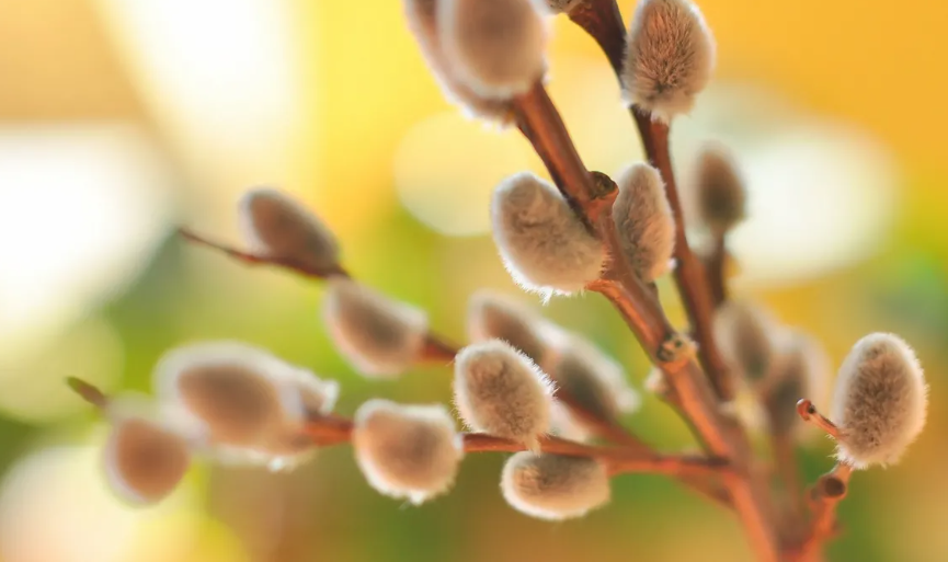 Священник Феодорит развеял главный миф об освященной вербе