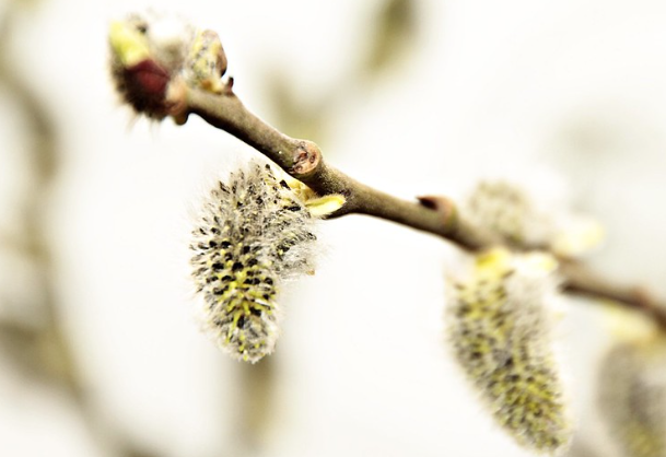 Экстрасенс Блэкмун объяснила, как изготовить мощный оберег в Вербное воскресенье