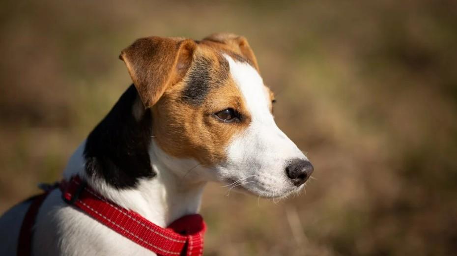 В Animals Health назвали породы собак, предрасположенных к раку