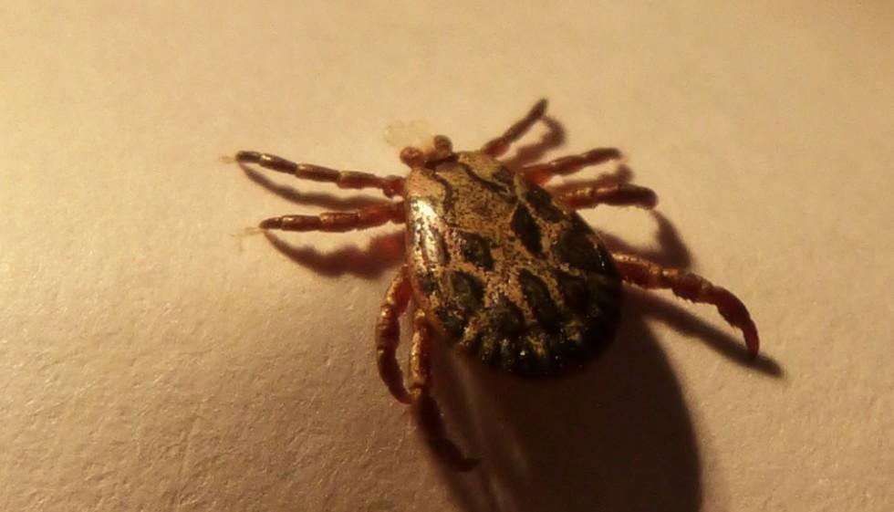 Доктор Мясников: Клещ считается опасным, если просидел на теле более 30 часов