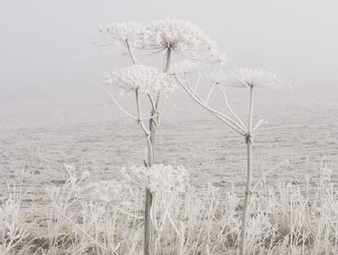 Терапевт Драпкина рассказала, как спастись от вызывающего ожоги борщевика