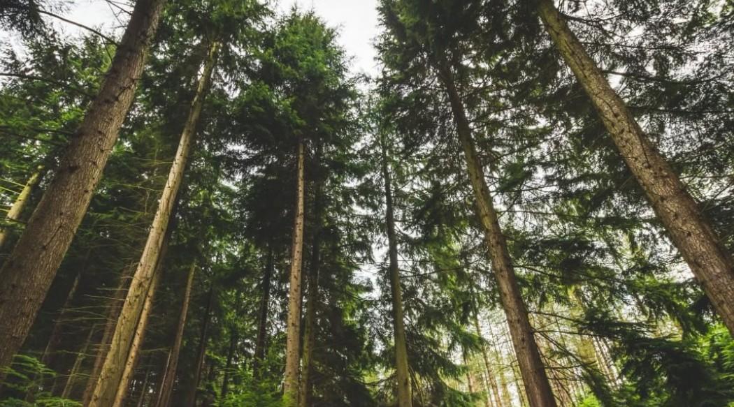 Аудиолог Бауман объяснил, почему люди слышат, как кто-то зовет их по имени из леса Аудиолог Бауман объяснил, почему люди слышат, как кто-то зовет их по имени из леса