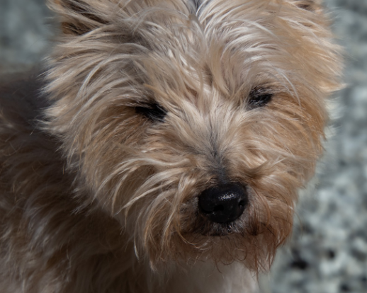 Британские ученые выявили породы собак с наиболее высоким риском укусов клещей