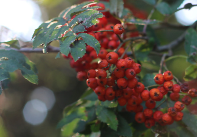 Врач Кургускина: Рябина и щавель помогают укрепить иммунитет во время холодов