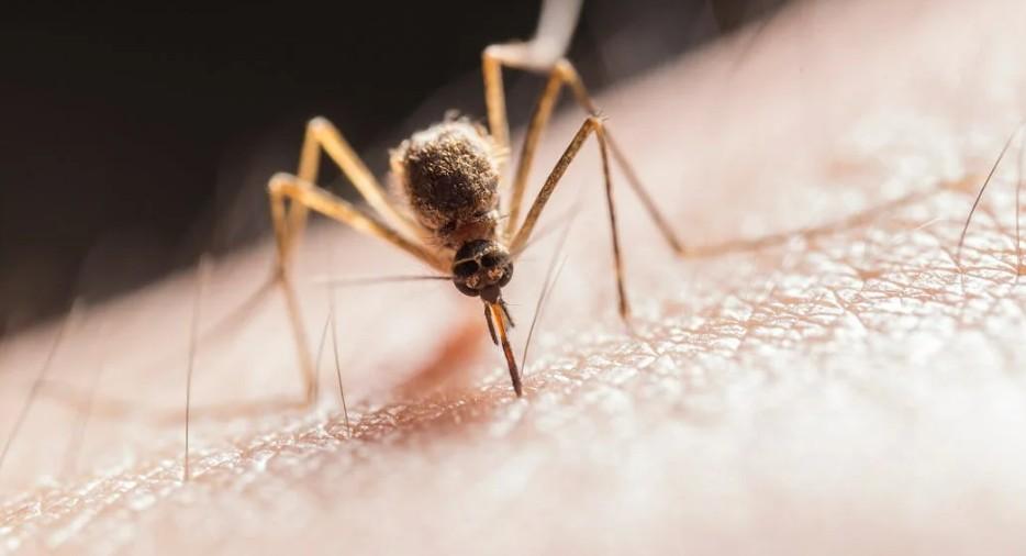 URA.RU рассказал, как избавиться от комаров в квартире