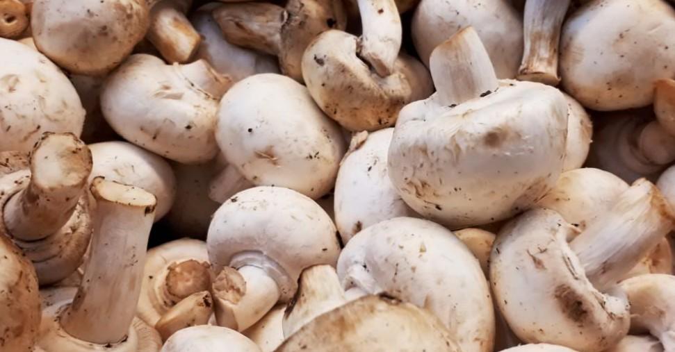 URA.RU: Грибники назвали отличия съедобных и ядовитых весенних грибов