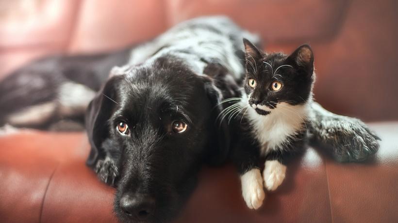 В Иркутске семья без разрешения хозяев завела 41 животное в арендованном доме